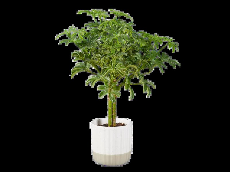 Plantas Verdes Em Vaso De Cerâmica