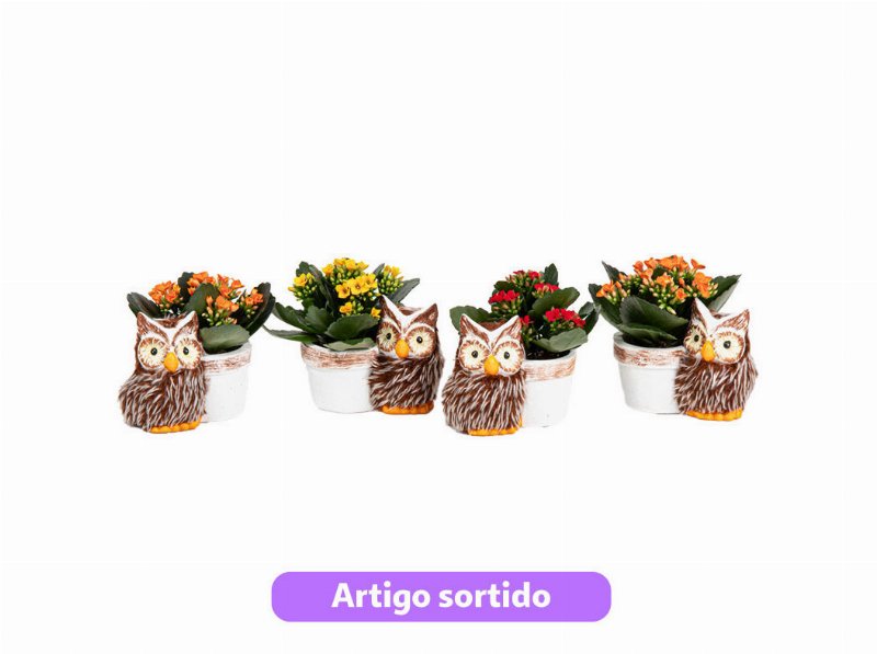 Mini Kalanchoe Oferta Vaso Mocho Vaso 6Cm Modelos Sortidos