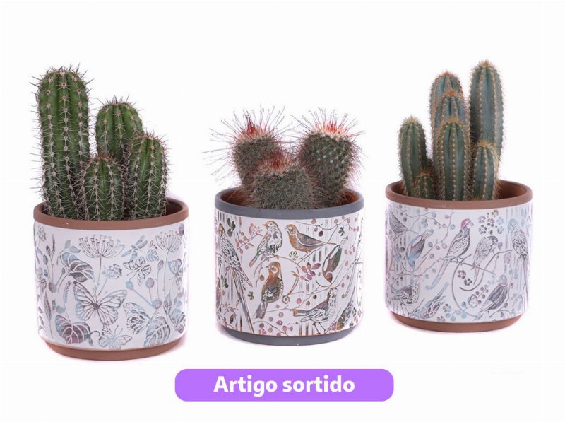 Cacto Com Oferta Vaso Cerâmica Vaso 14Cm Modelos Sortidos