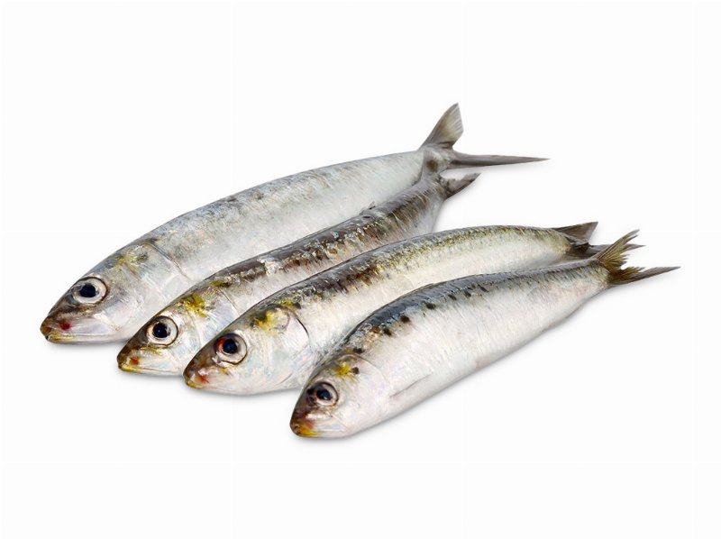 Sardinha Fresca Inteira Kg