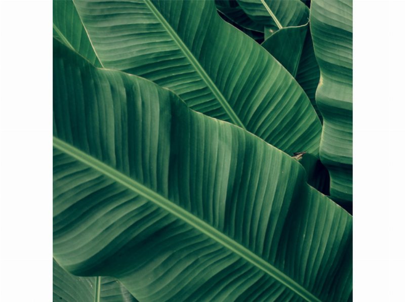 Guardanapos 3 Folhas Actuel Amazonia 33X33Cm 20 Unidades