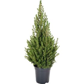 Árvore De Natal Natural 80-90Cm V23 Bioma 1 Un