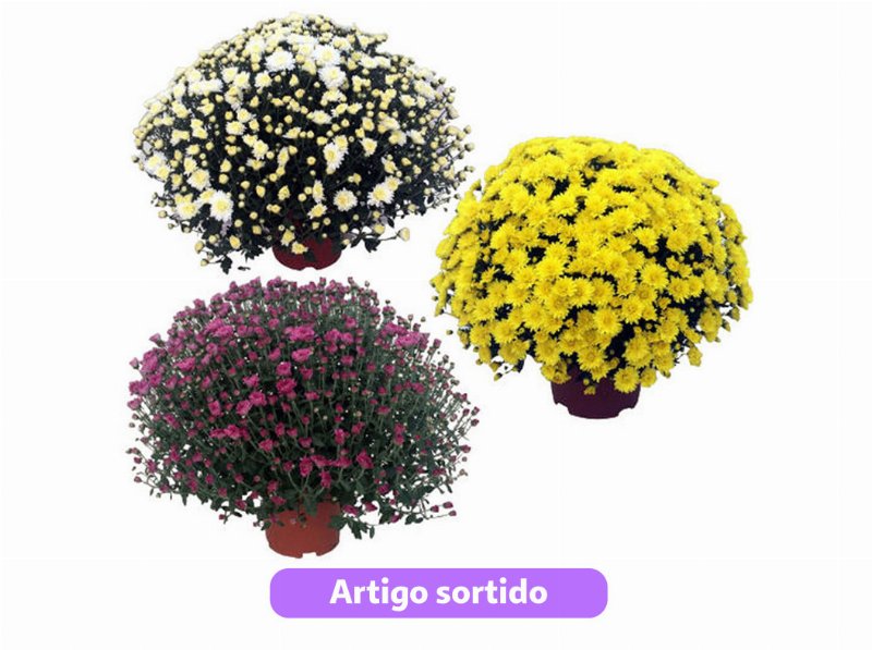 Crisântemo (Chrysanthemum Sp.) Vaso 19 Cores Sortidas