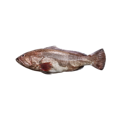 Garoupa Fresca Nossa Peixaria 4Kg