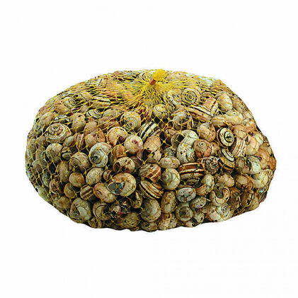 Caracol Em Saco Nossa Peixaria 1Kg