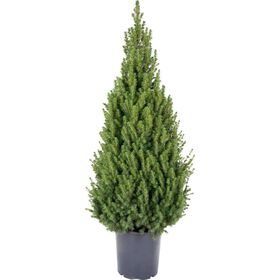 Árvore De Natal Natural 120-130Cm V30 Bioma 1 Un