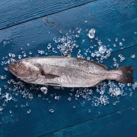 Corvina Fresca