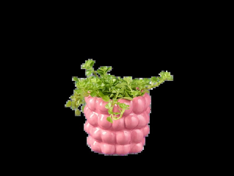 Plantas Verdes Mini Em Vaso De Cerâmica