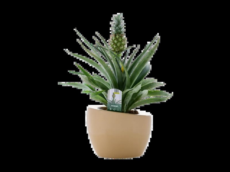Planta Ananás Em Vaso De Cerâmica