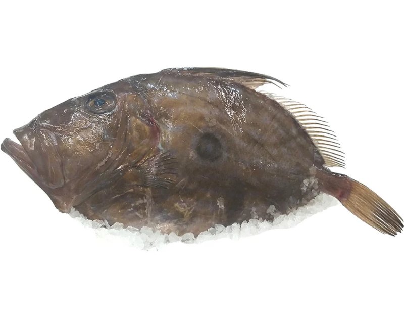 Peixe Galo Kg